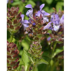 Głowienka wielkokwiatowa - 50 nasion