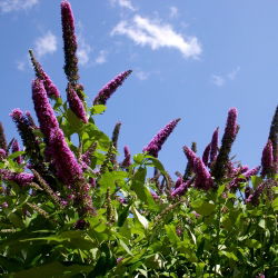 Budleja Dawida Purple Prince - Krzew wabiący motyle - sadzonka