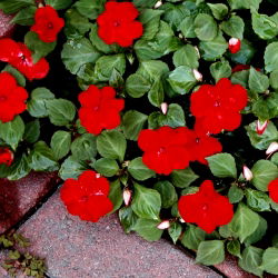 Niecierpek Waleriana czerwony - 180 nasion