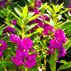 Niecierpek Balsamina - 100 nasion