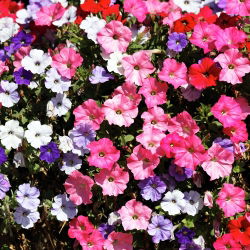 Petunia - Mieszanka balkonowa - 800 nasion