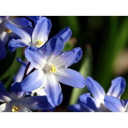 Śnieżnik niebieski - Chionodoxa forbesi blue - 10 sztuk