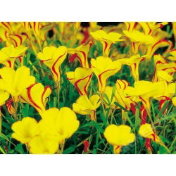 Oxalis - Szczawik Golden Cape - 2 bulwy