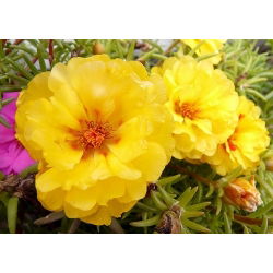 Portulaka pełna - 4500 nasion