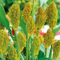 Sorgo czarne - 60 nasion