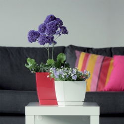 Kwadratowa doniczka z podstawką Coubi - 12 cm - Kremowa - Prosperplast