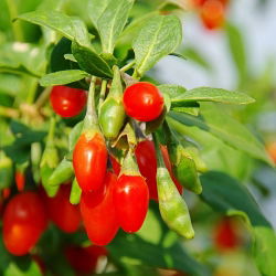 Kolcowój New Big - duże Jagody goji - sadzonka