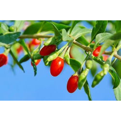 Kolcowój New Big - duże Jagody goji - sadzonka