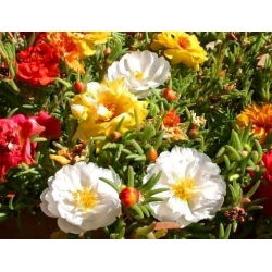 Portulaka pełna - 4500 nasion