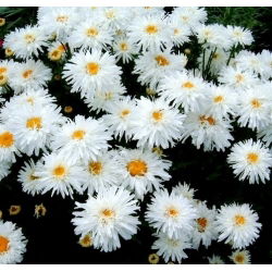 Złocień o kwiatach półpełnych Crazy Daisy - 160 nasion