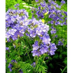 Wielosił błękitny - niebieski