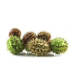 Ogórek ozdobny - 54 nasion