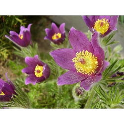 Sasanka - Anemone pulsatilla - fioletowa
