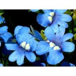 Nemezja powabna - Blue Gem - 1000 nasion