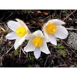 Sasanka - Anemone pulsatilla - biała