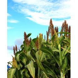Sorgo czarne - 60 nasion