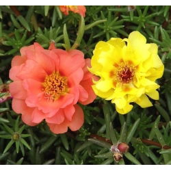 Portulaka pełna - 4500 nasion