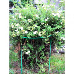 Półokrągła, metalowa podpora do roślin - 39 cm średnicy
