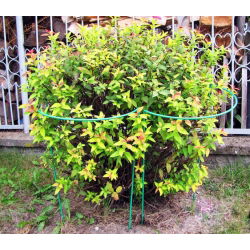 Półokrągła, metalowa podpora do roślin - 39 cm średnicy