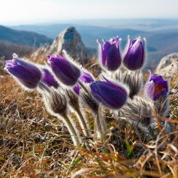 Sasanka - Anemone pulsatilla - fioletowa