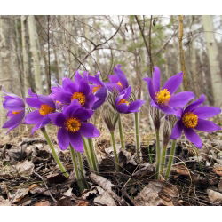 Sasanka - Anemone pulsatilla - fioletowa