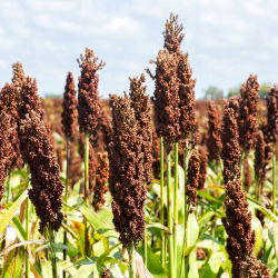 Sorgo czarne - 60 nasion