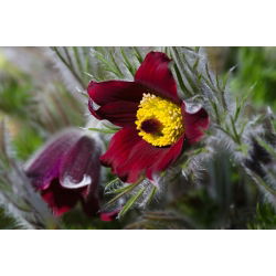 Sasanka - Anemone pulsatilla - czerwona