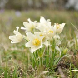 Sasanka - Anemone pulsatilla - biała