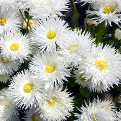 Złocień o kwiatach półpełnych Crazy Daisy - 160 nasion