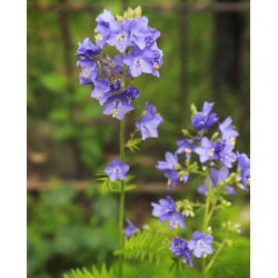 Wielosił błękitny - niebieski