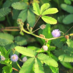 Mimoza - 34 nasion