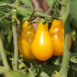 Pomidor wysoki żółty Yellow Pearshaped - 120 nasion