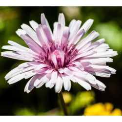 Pępawa - 425 nasion