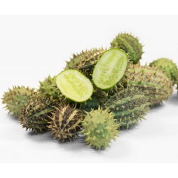 Ogórek ozdobny - 54 nasion