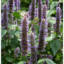 Agastache, Kłosowiec - 210 nasion