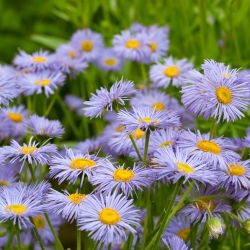 Przymiotno okazałe - niebieskie - 700 nasion