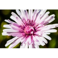 Pępawa - 425 nasion