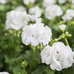 Pelargonia biała - 11 nasion