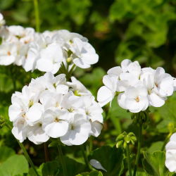 Pelargonia biała - 11 nasion