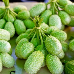 Ogórek ozdobny - 54 nasion