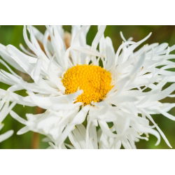 Złocień o kwiatach półpełnych Crazy Daisy - 160 nasion