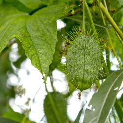 Ogórek ozdobny - 54 nasion