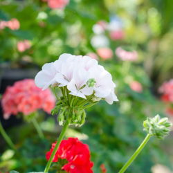 Pelargonia biała - 11 nasion