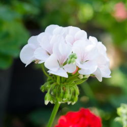 Pelargonia biała - 11 nasion