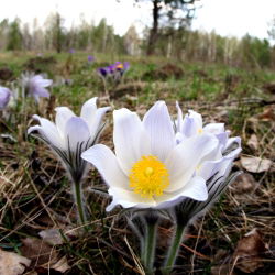 Sasanka - Anemone pulsatilla - biała