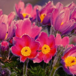 Sasanka - Anemone pulsatilla - czerwona