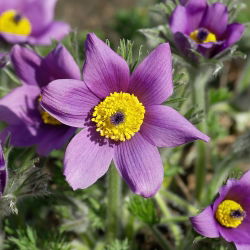 Sasanka - Anemone pulsatilla - fioletowa