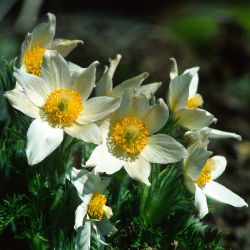 Sasanka - Anemone pulsatilla - biała