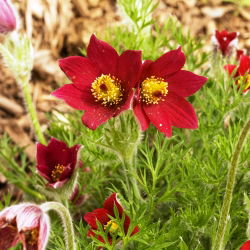 Sasanka - Anemone pulsatilla - czerwona