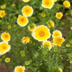 Laja - Layia platyglossa - 1600 nasion